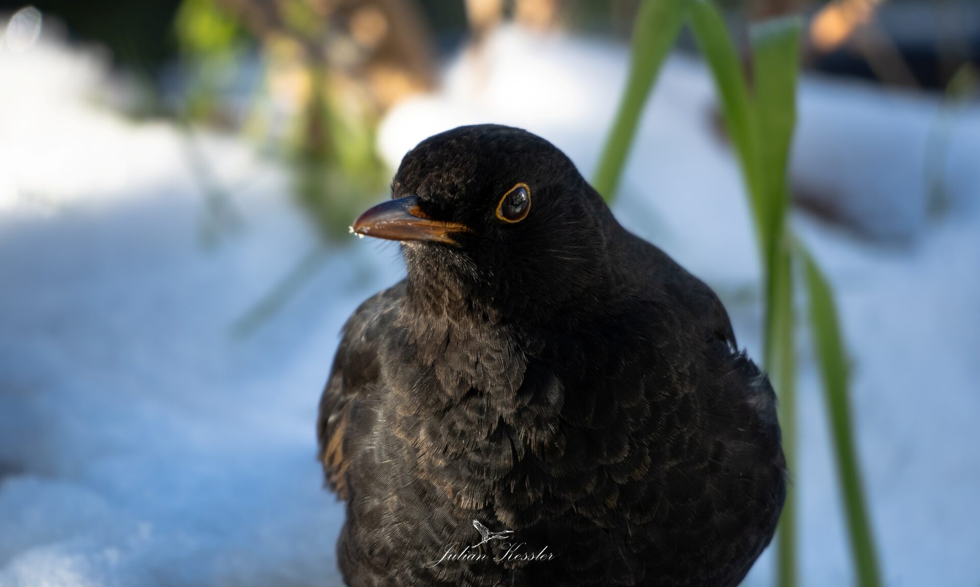 Amsel