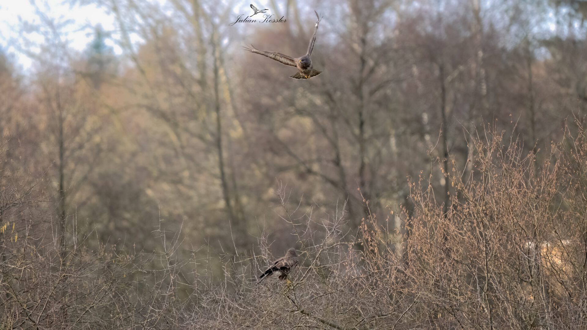 Mäusebussard