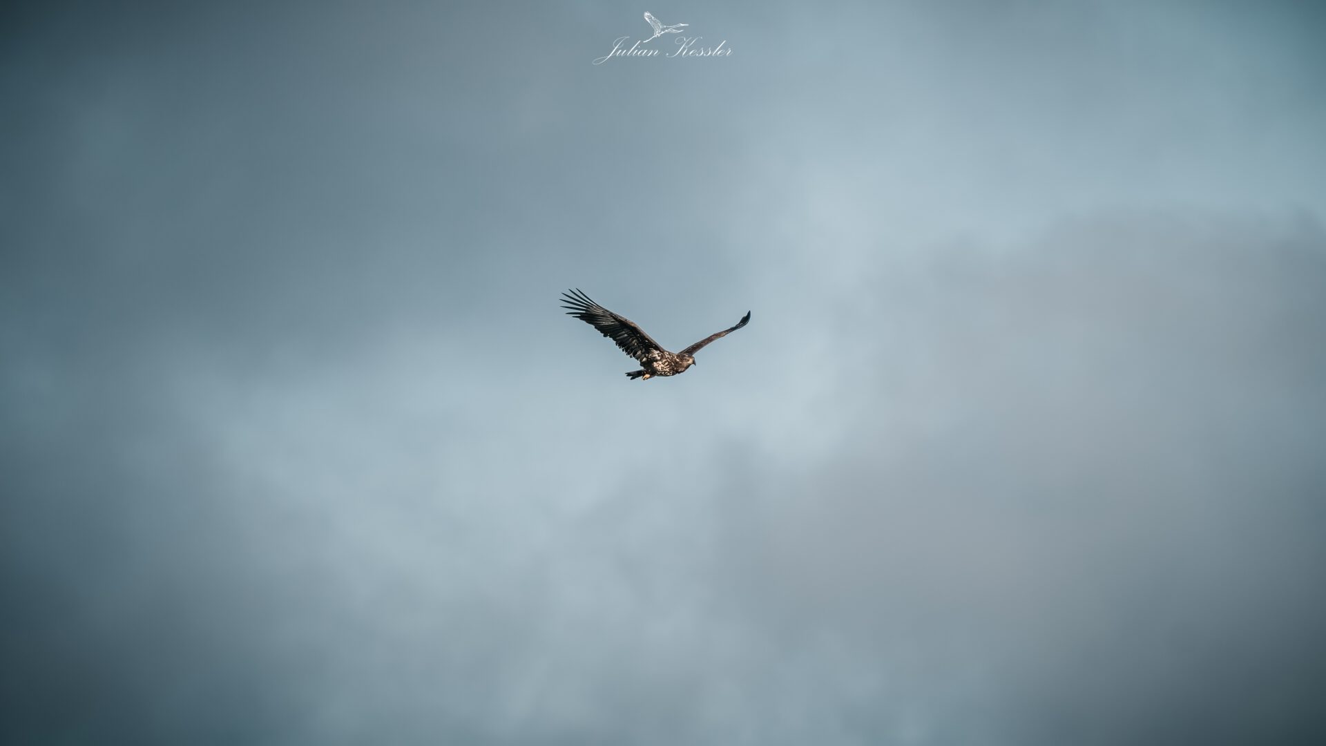 Seeadler