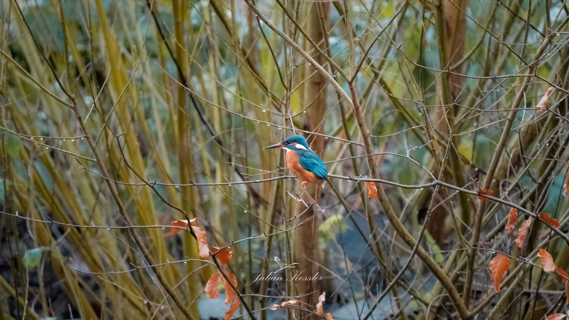 Eisvogel