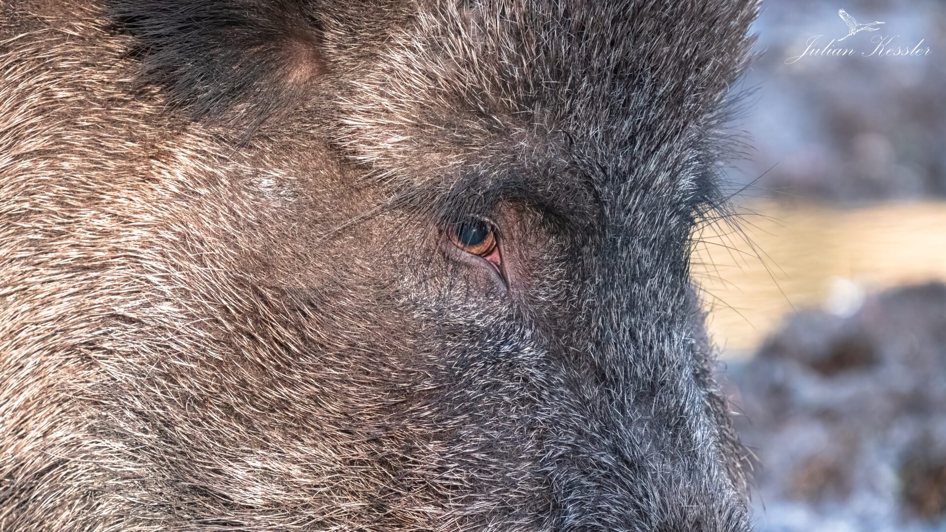 Wildschwein