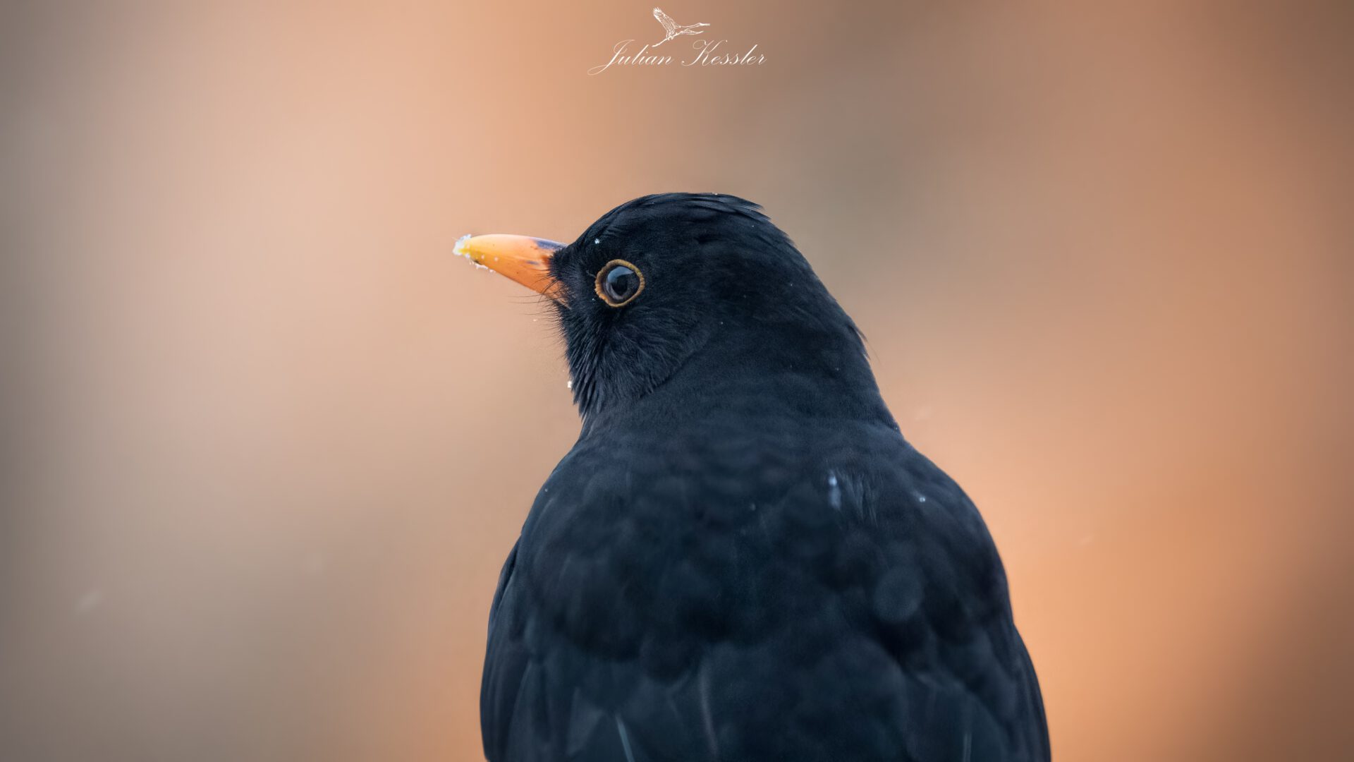 Amsel