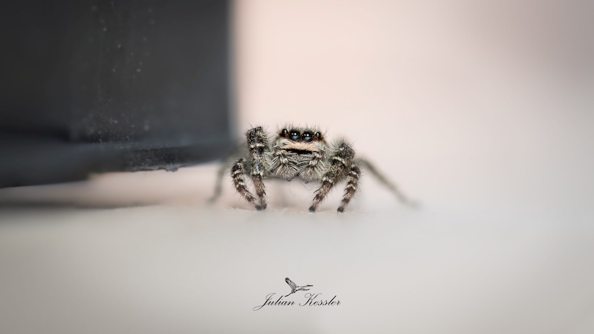 Pseudeuophrys Lanigera aus der Familie der Salticidae Springspinnen