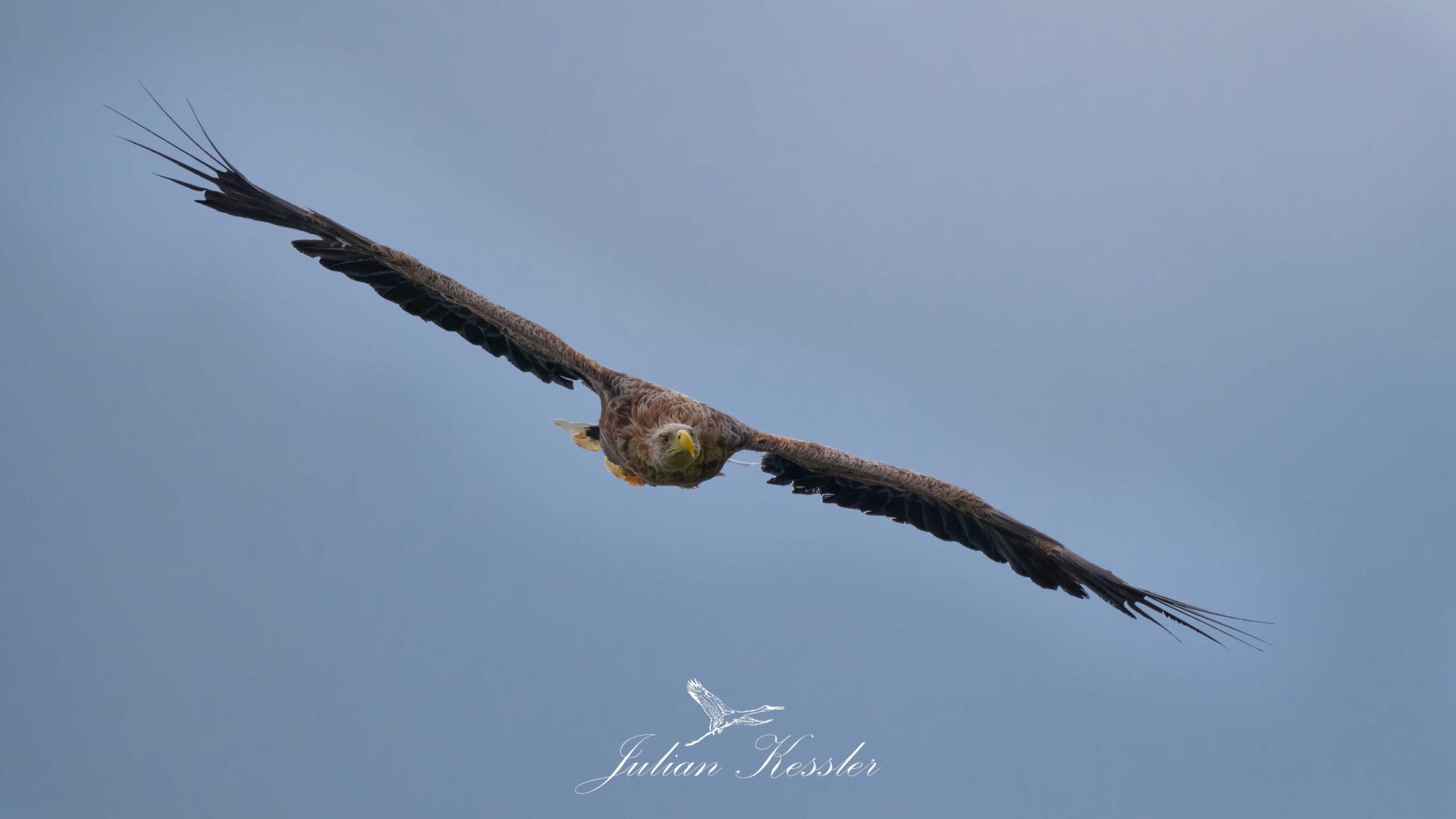 Seeadler