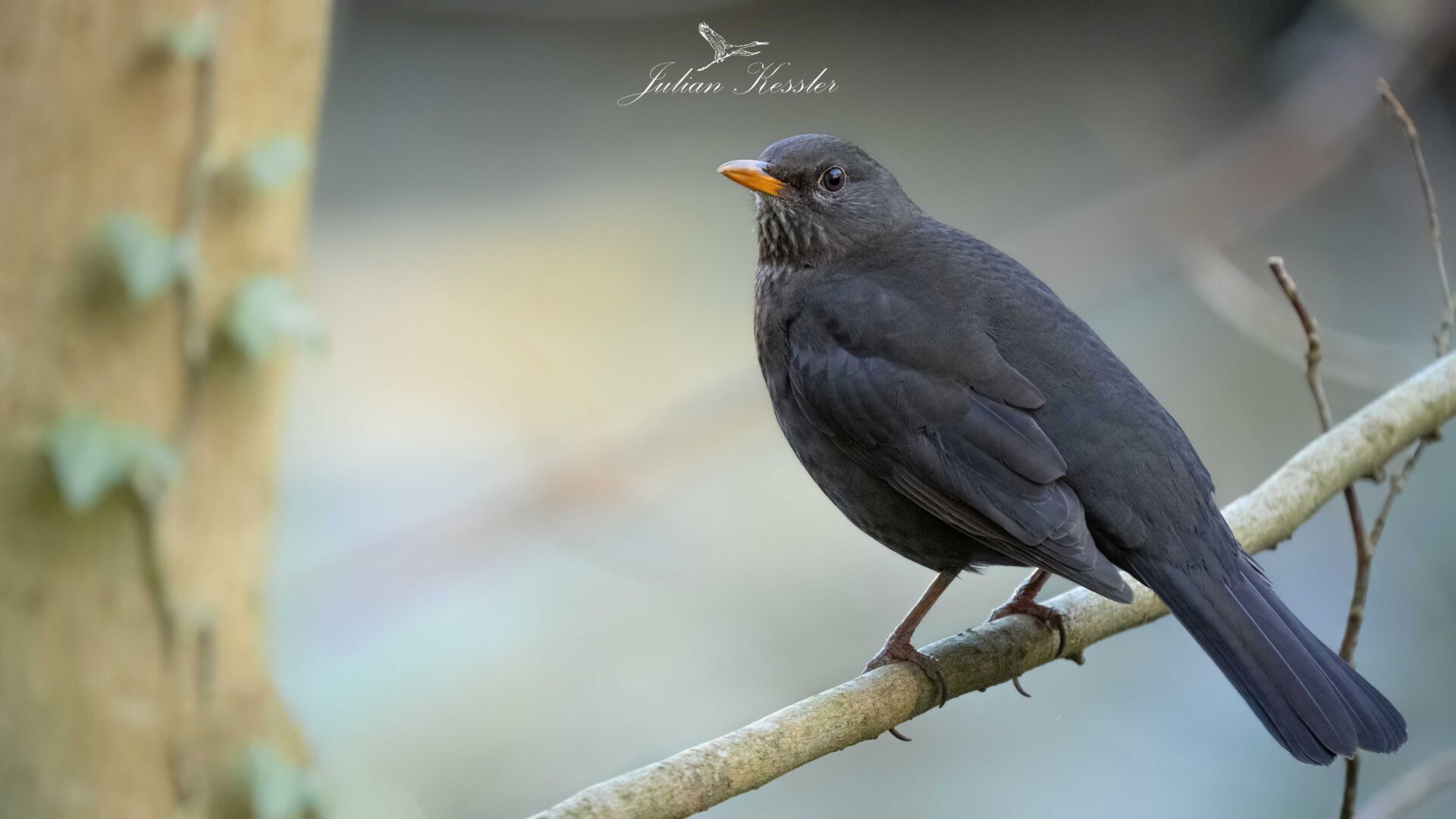 Amsel