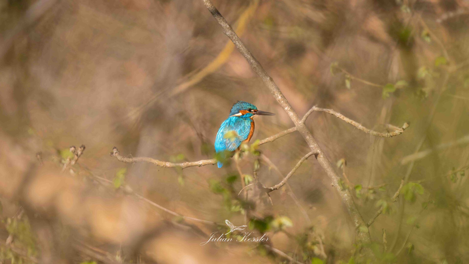 Eisvogel