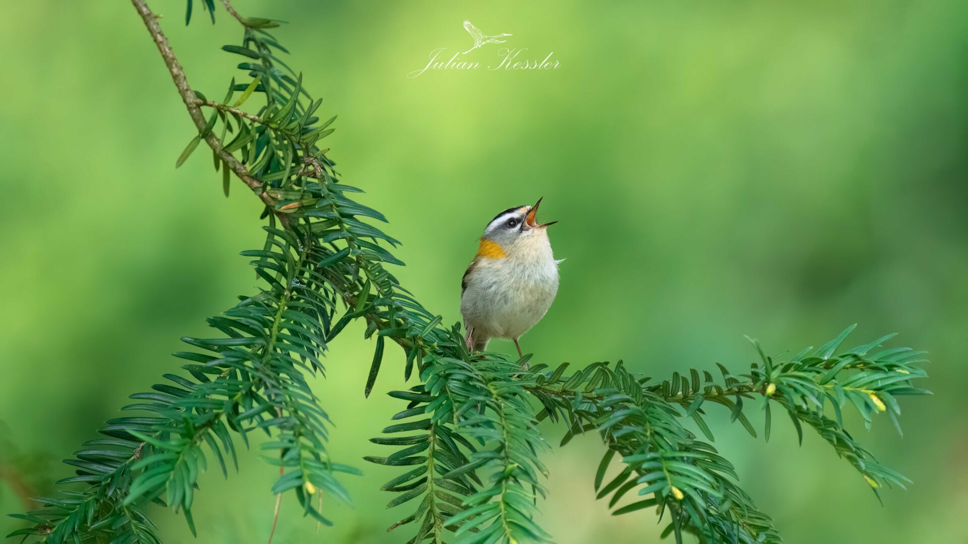 Sommergoldhähnchen