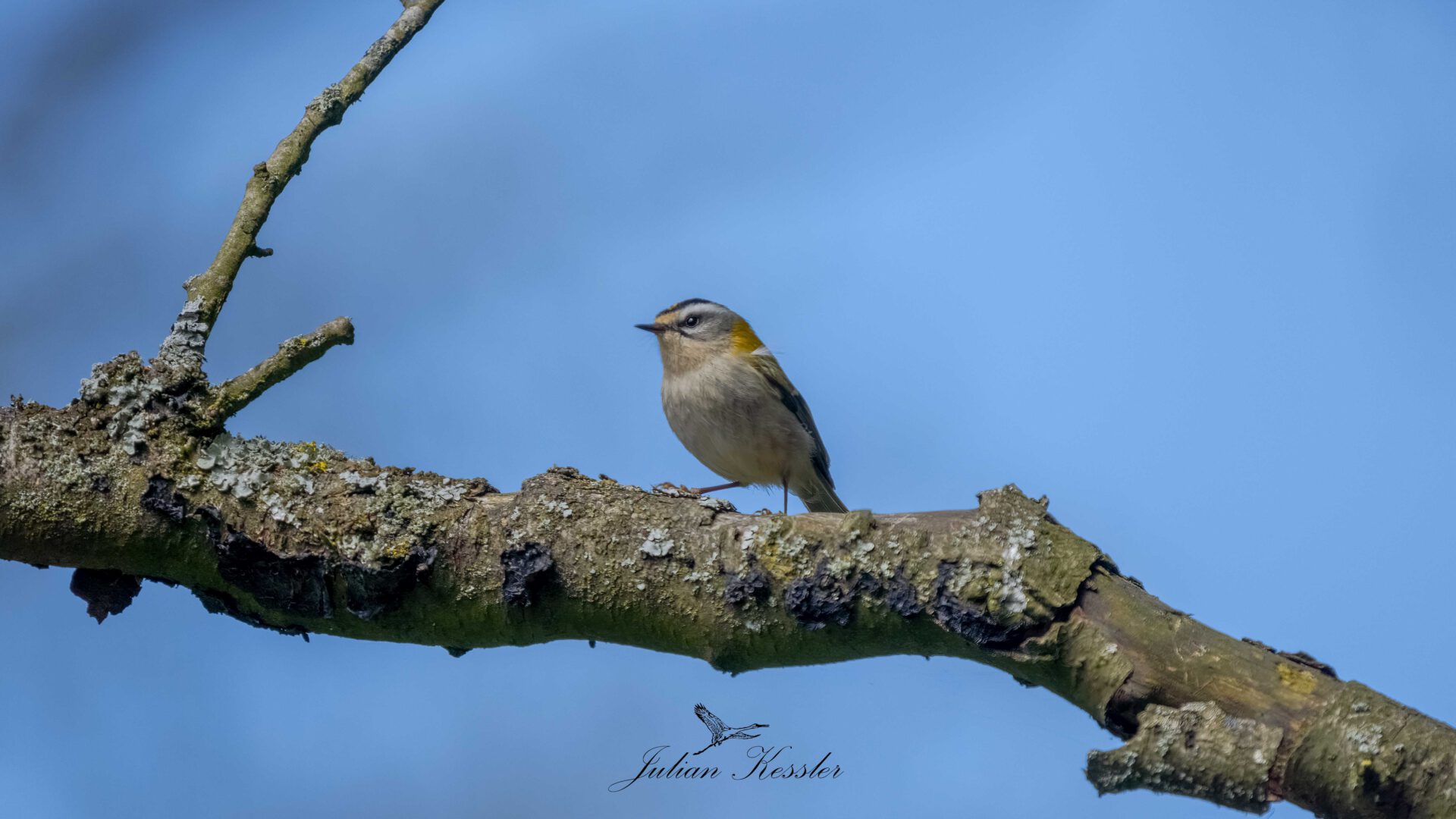 Sommergoldhähnchen